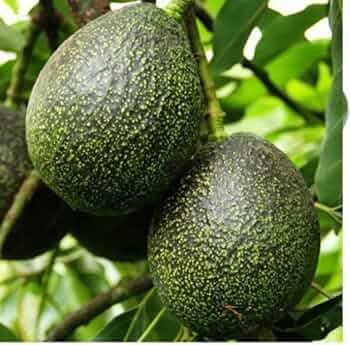 Avocado