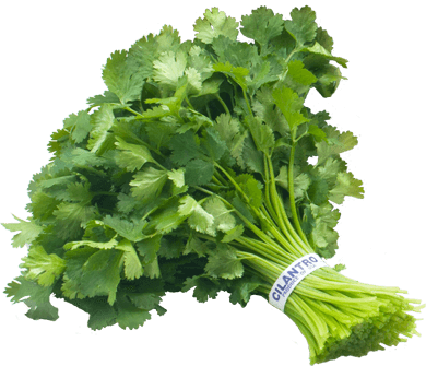 Coriander Elaichi