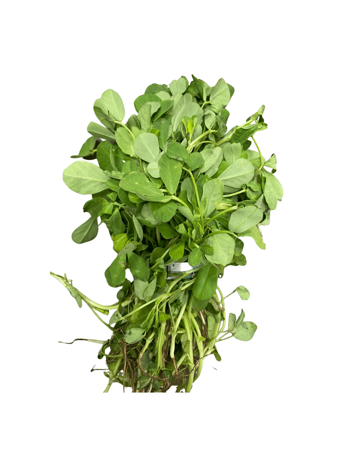 Methi