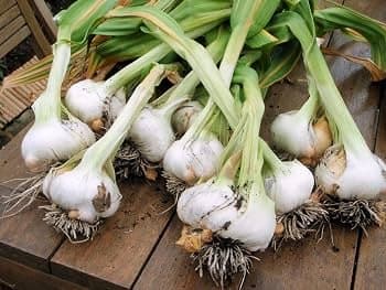 Onion White per lb - Produce