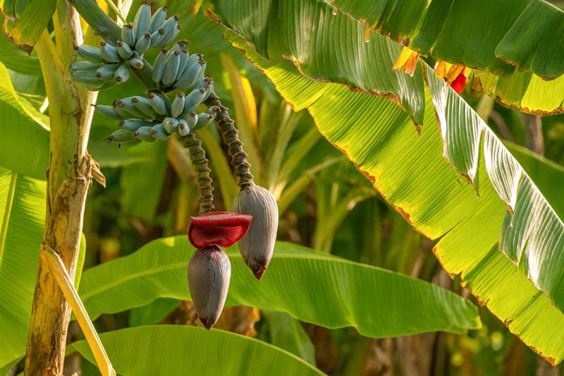 Banana Leaf - Produce