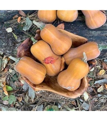 Butternut Squash - Produce