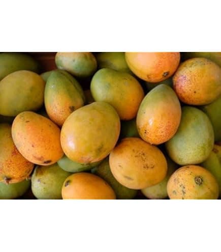 Haydon Mango Box - Produce
