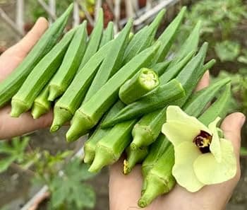 Ind Okra Pack - Produce