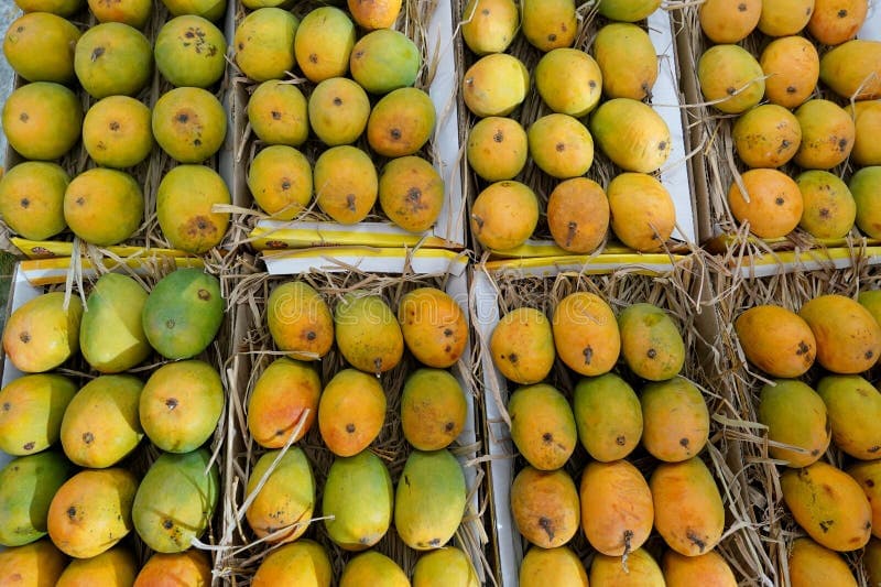 Kesar & Alphonso Mango Each - Produce