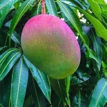 Mango Leaves - Produce