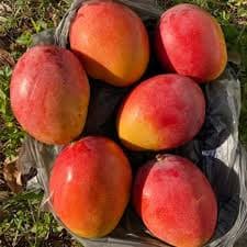 Haydon Red Mango Each - Produce