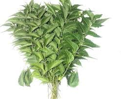 Vishva Neem Leaves 50g - Health & Care
