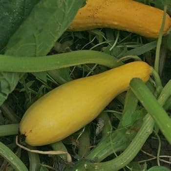 Zucchini per lb - Produce