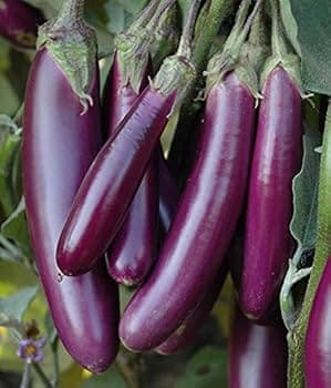 Eggplant Long - Produce