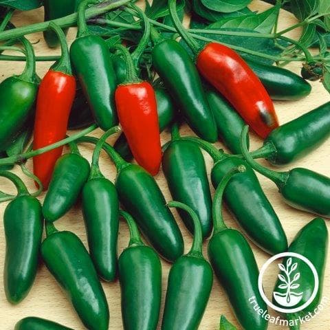 Jalapeno Pepper 1lb - Produce