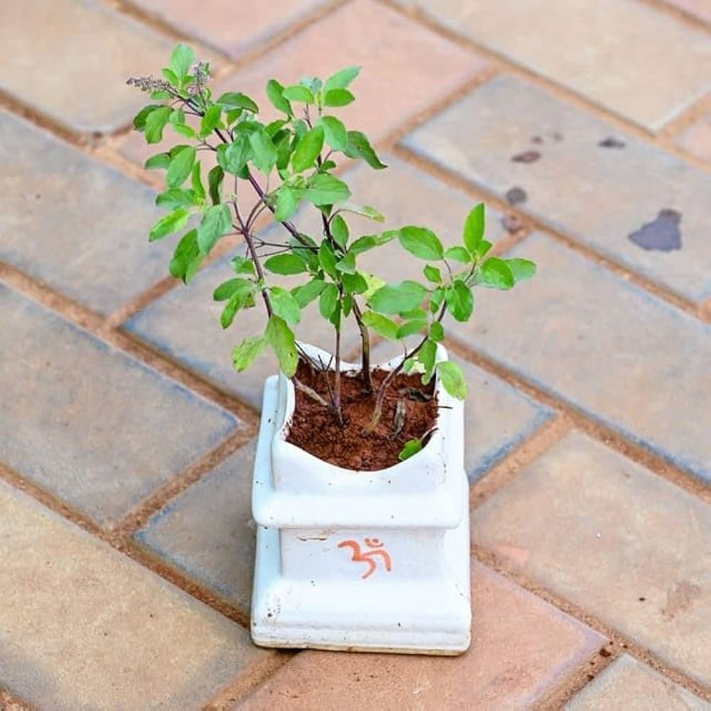 Tulsi Plant Small - KitchenReligious